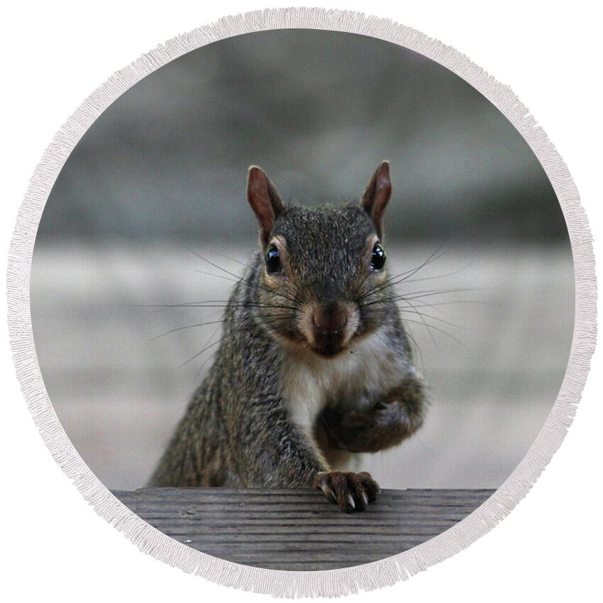 Squirrels Round Beach Towel featuring the photograph I Am Back by Trina Ansel