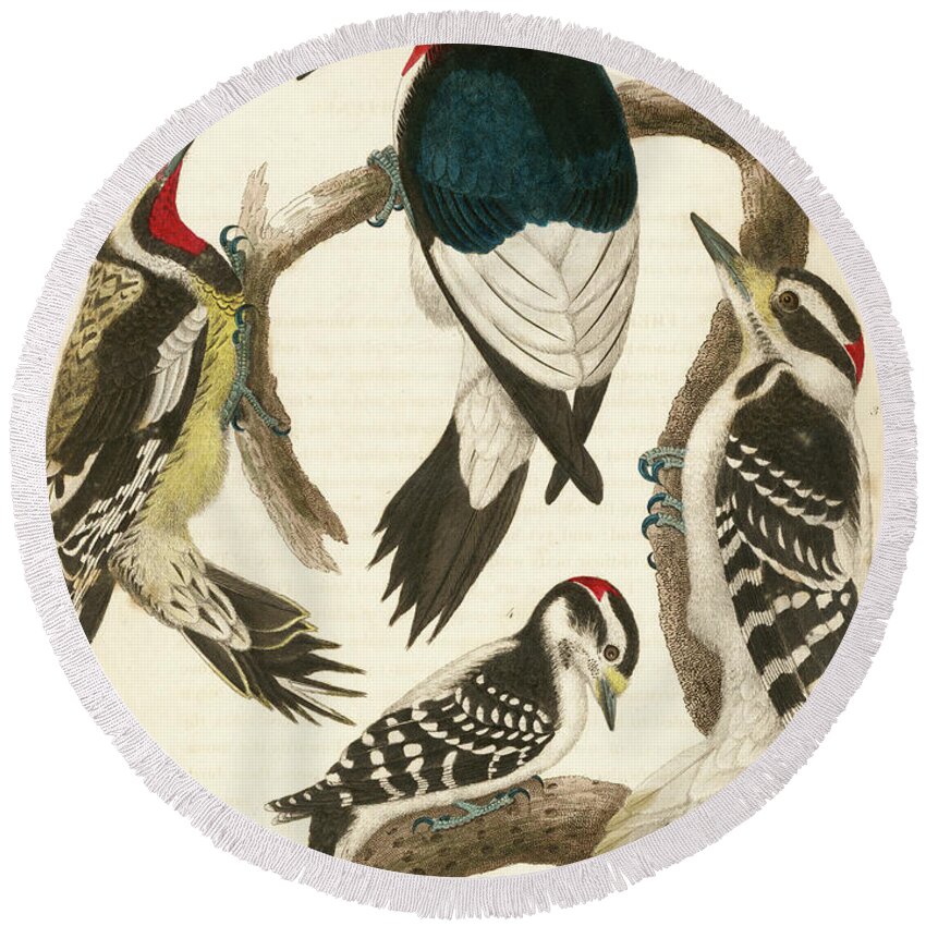 Birds Round Beach Towel featuring the mixed media 1. Red-headed Woodpecker. 2. Yellow-bellied Woodpecker. 3. Hairy Woodpecker. 4. Downy Woodpecker. by Alexander Wilson
