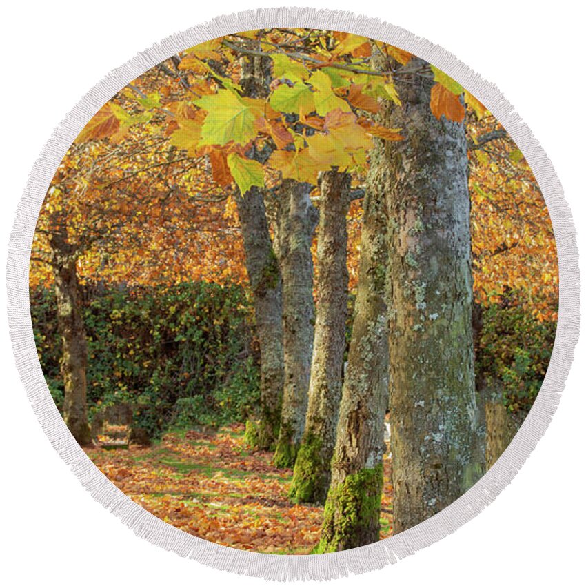 Autumn Round Beach Towel featuring the photograph In a Row by Bob Cournoyer
