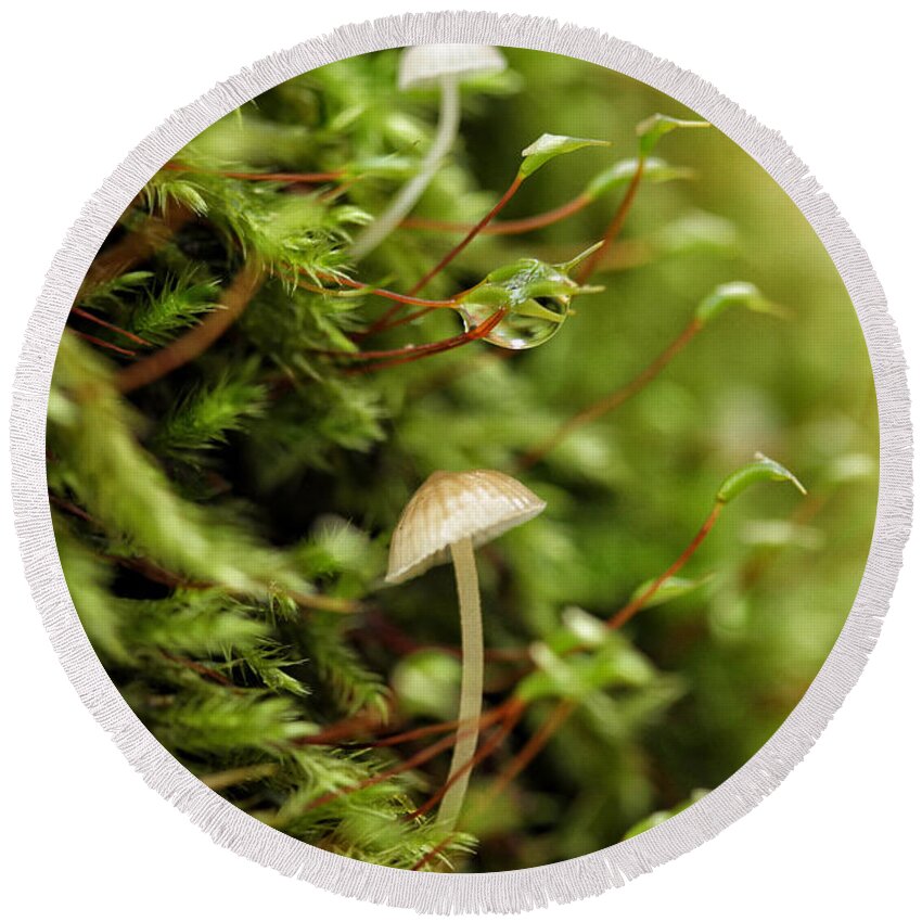 Connie Handscomb Round Beach Towel featuring the photograph In Moss World ... Dewy Fresh Friendships by Connie Handscomb
