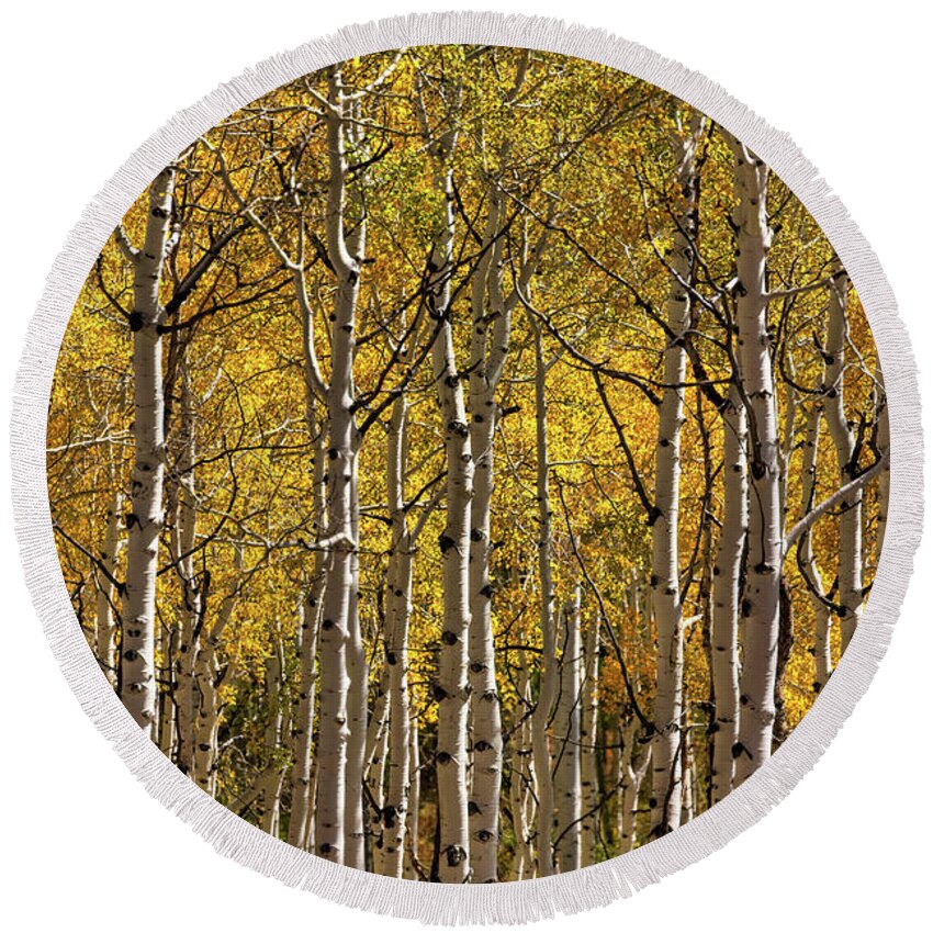 Colorado Round Beach Towel featuring the photograph In The Thick Of Aspen by Doug Sturgess