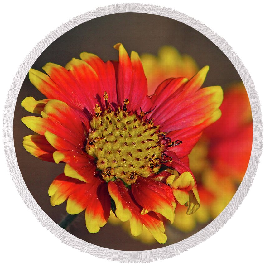 Flower Round Beach Towel featuring the photograph Indian Blanket by Michael Allard