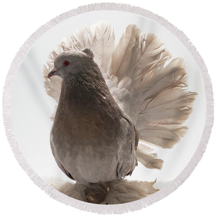 Pigeon Round Beach Towel featuring the photograph Indian Fantail Pigeon by Nathan Abbott