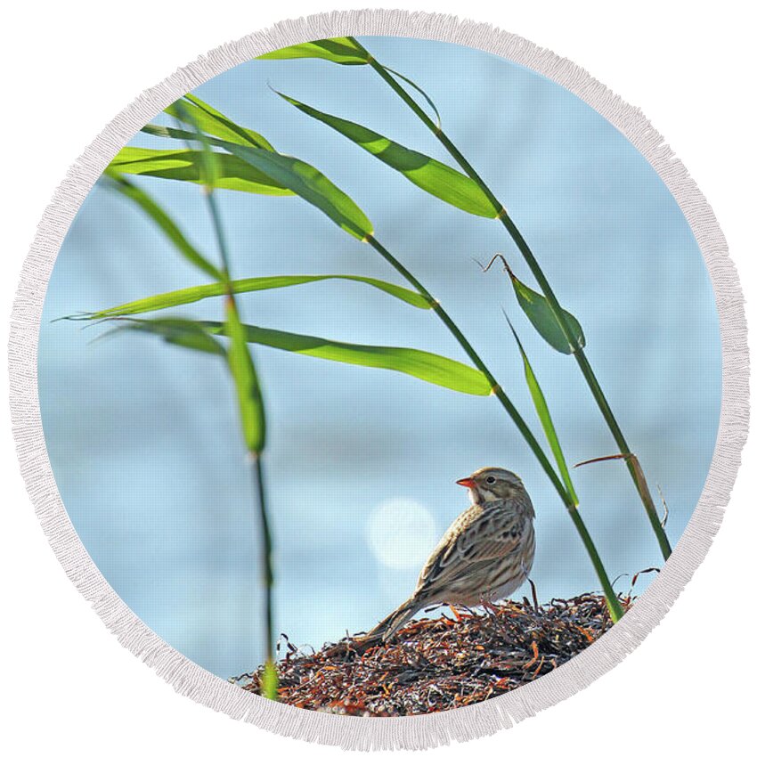New Jersey Round Beach Towel featuring the photograph Ipswich Sparrow by Jennifer Robin