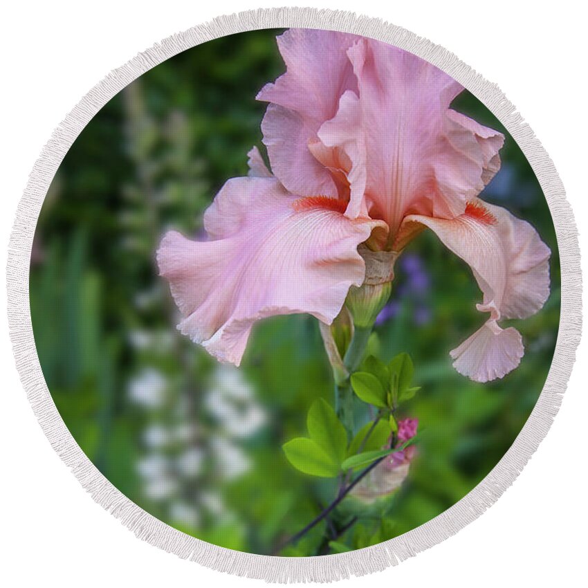 Pink Round Beach Towel featuring the photograph Iris, c. 'Magical Encounter' by Mark Mille