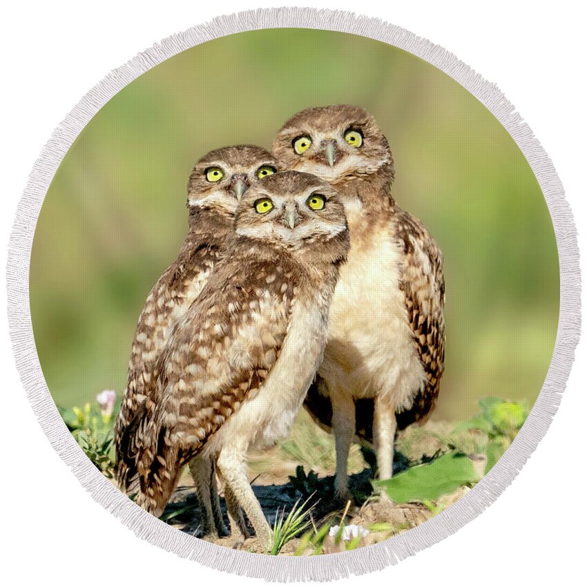 Burrowing Owls Round Beach Towel featuring the photograph It's a plane, it's a bug, it's a bird -- burrowing owl babies by Judi Dressler
