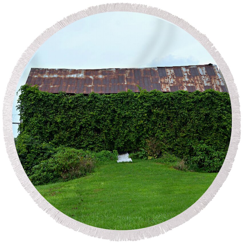 Barn Round Beach Towel featuring the photograph Ivy Leaguer by Scott Ward