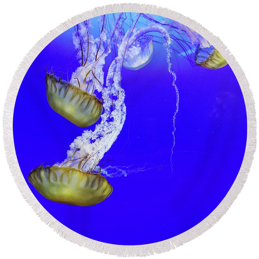 Jelly Round Beach Towel featuring the photograph Jellys by Bob Cournoyer