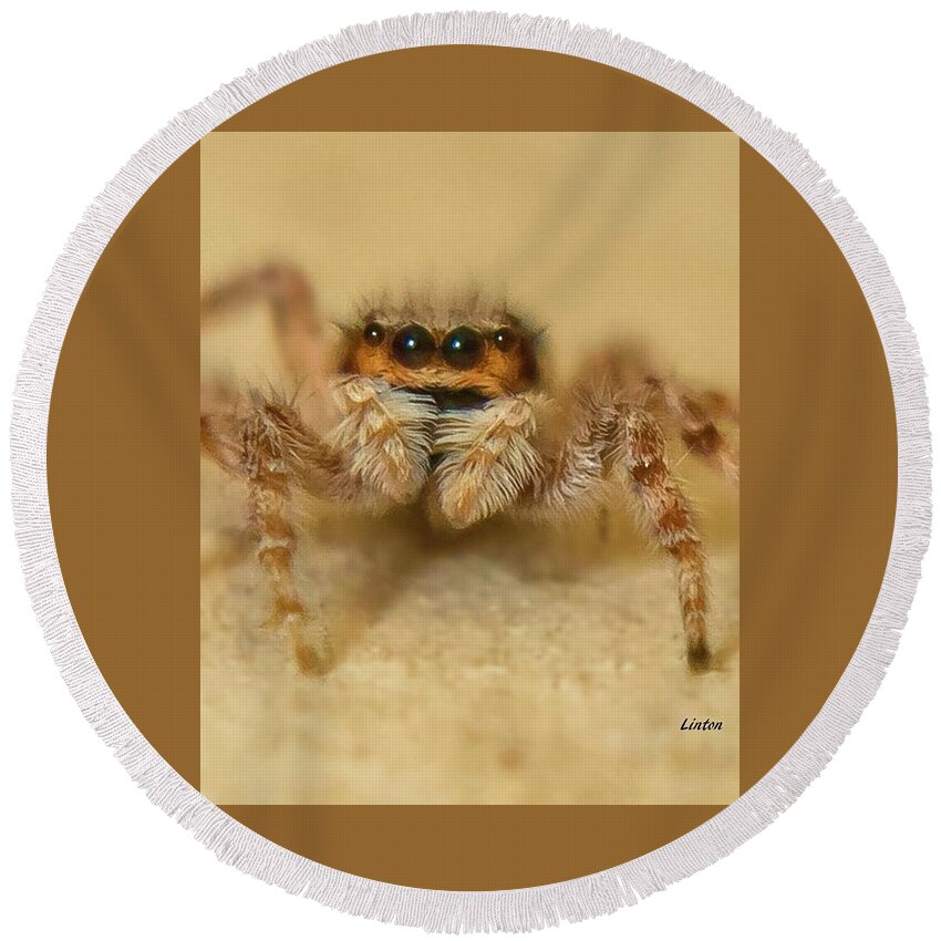 Spider Round Beach Towel featuring the photograph Jumping Spider by Larry Linton