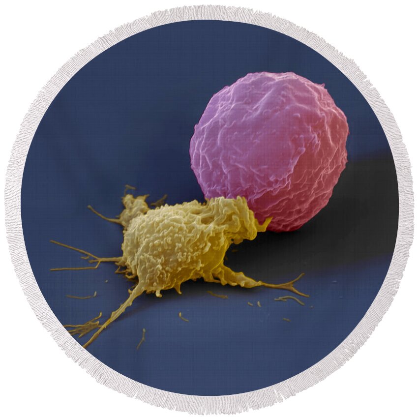 Antigen Round Beach Towel featuring the photograph Killer Cell And Cancer Cell by Meckes/ottawa