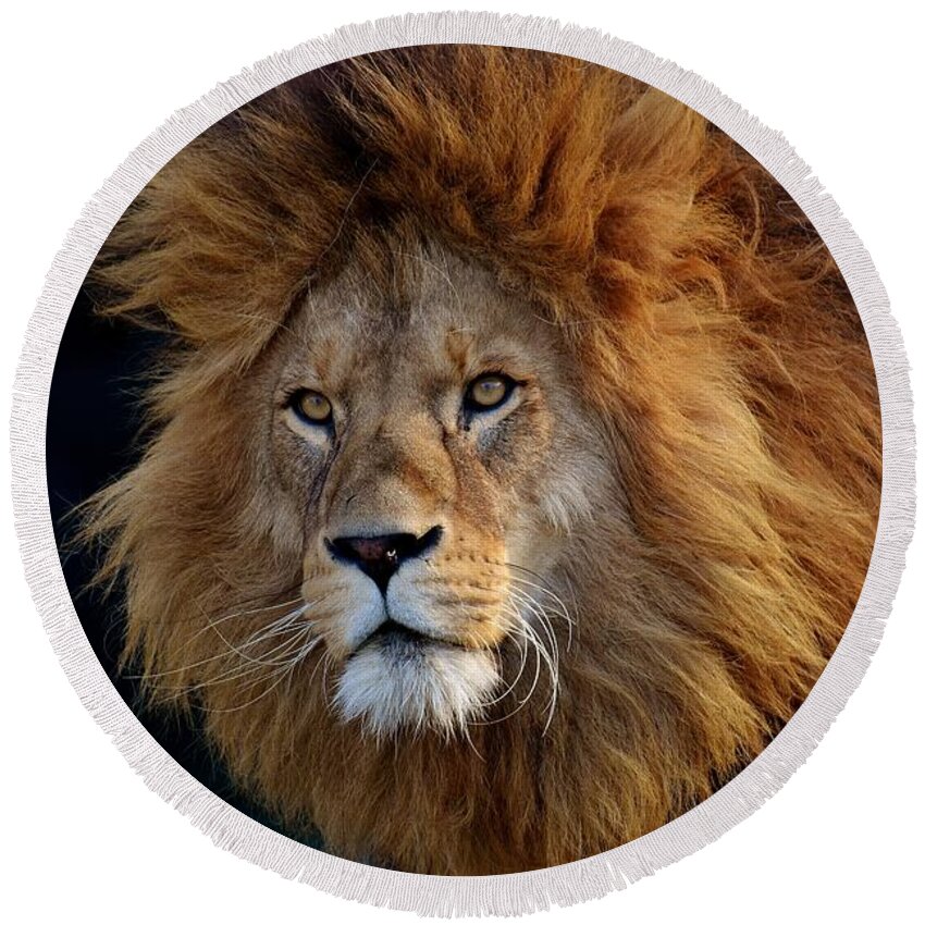  Round Beach Towel featuring the photograph King lion by Top Wallpapers