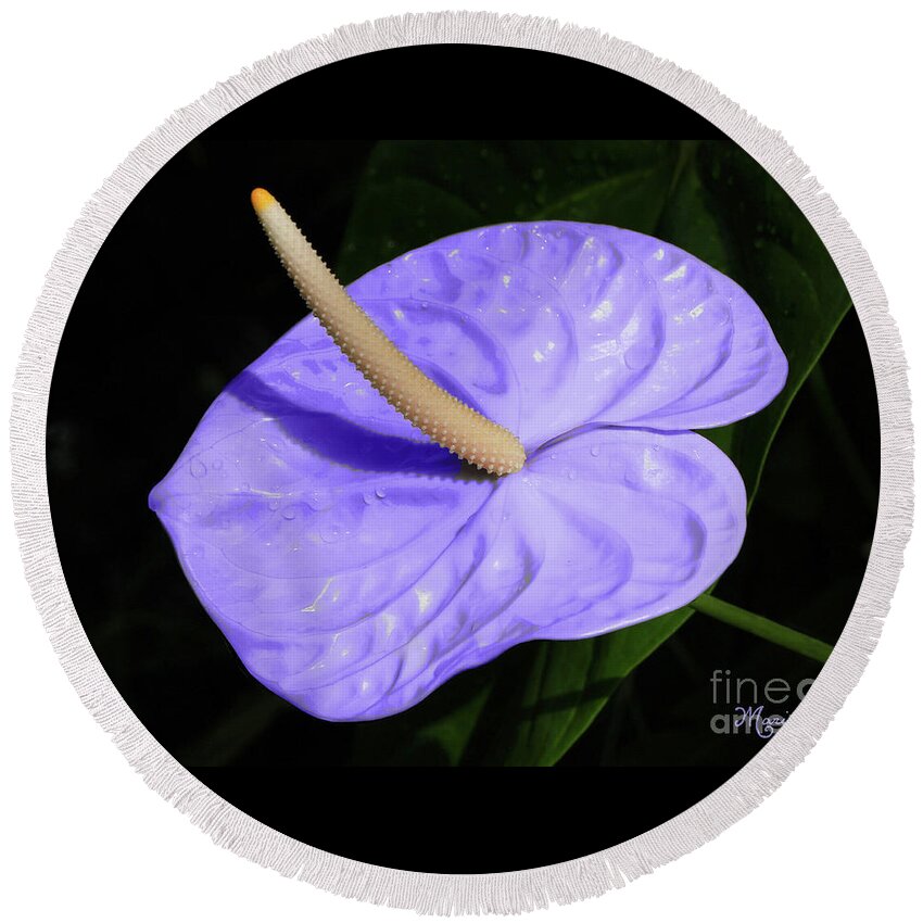 Nature Round Beach Towel featuring the photograph Lavender Anthurium by Mariarosa Rockefeller
