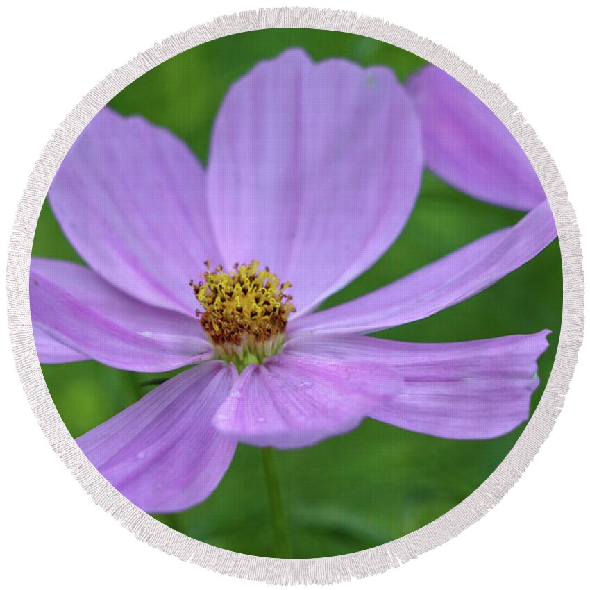 Flower Round Beach Towel featuring the photograph Lavender Bloom by Mary Anne Delgado