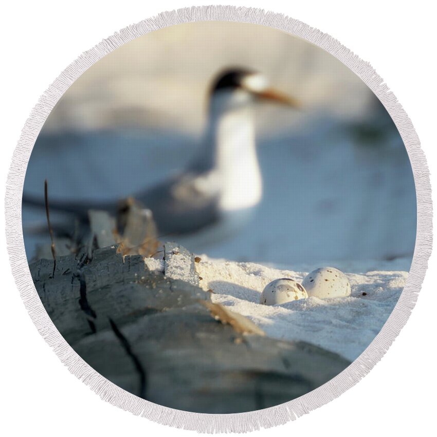 Least Tern Round Beach Towel featuring the photograph Least Tern Eggs by Susan Rissi Tregoning