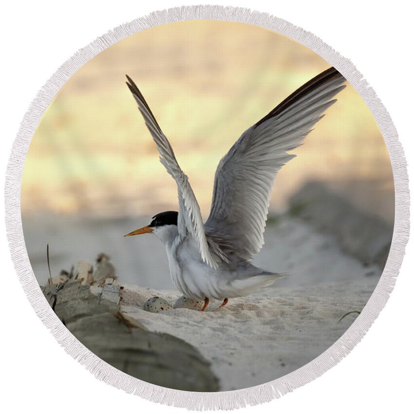 Least Tern Round Beach Towel featuring the photograph Least Tern Landing by Susan Rissi Tregoning