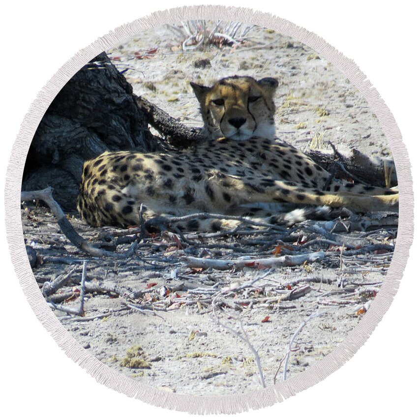 Cheetah Round Beach Towel featuring the photograph Cheetah in the shade by Eric Pengelly