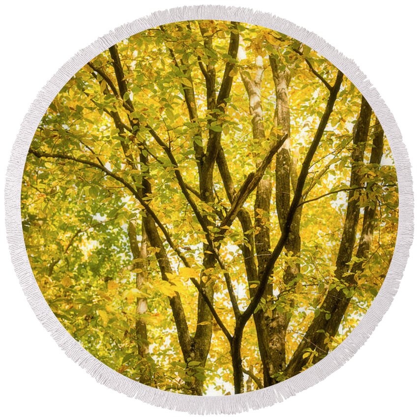 Autumn Round Beach Towel featuring the photograph Light in the leaves by Philippe Sainte-Laudy