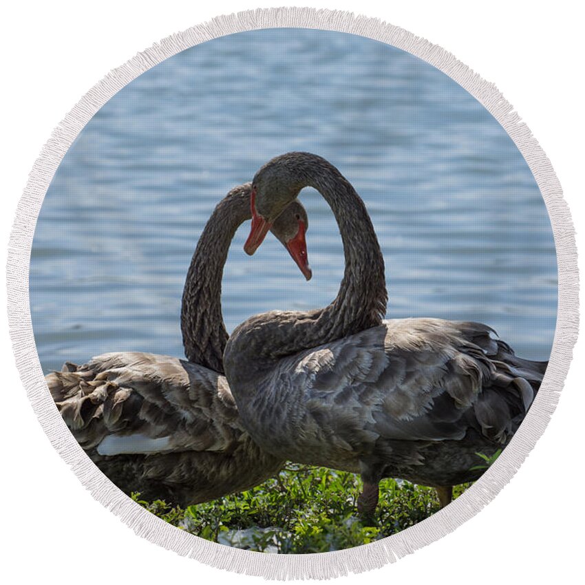 Birds Round Beach Towel featuring the photograph Light mottled grey colour two swans by Zina Stromberg