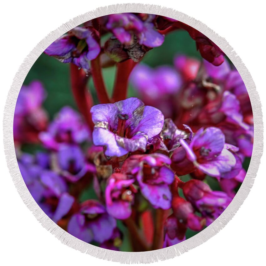 Leif Sohlman Round Beach Towel featuring the photograph Lilac #h9 by Leif Sohlman