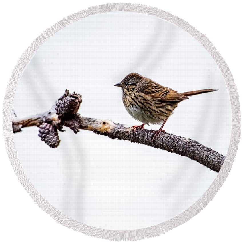 Wildlife Round Beach Towel featuring the photograph Lincoln's Sparrow by David Morefield