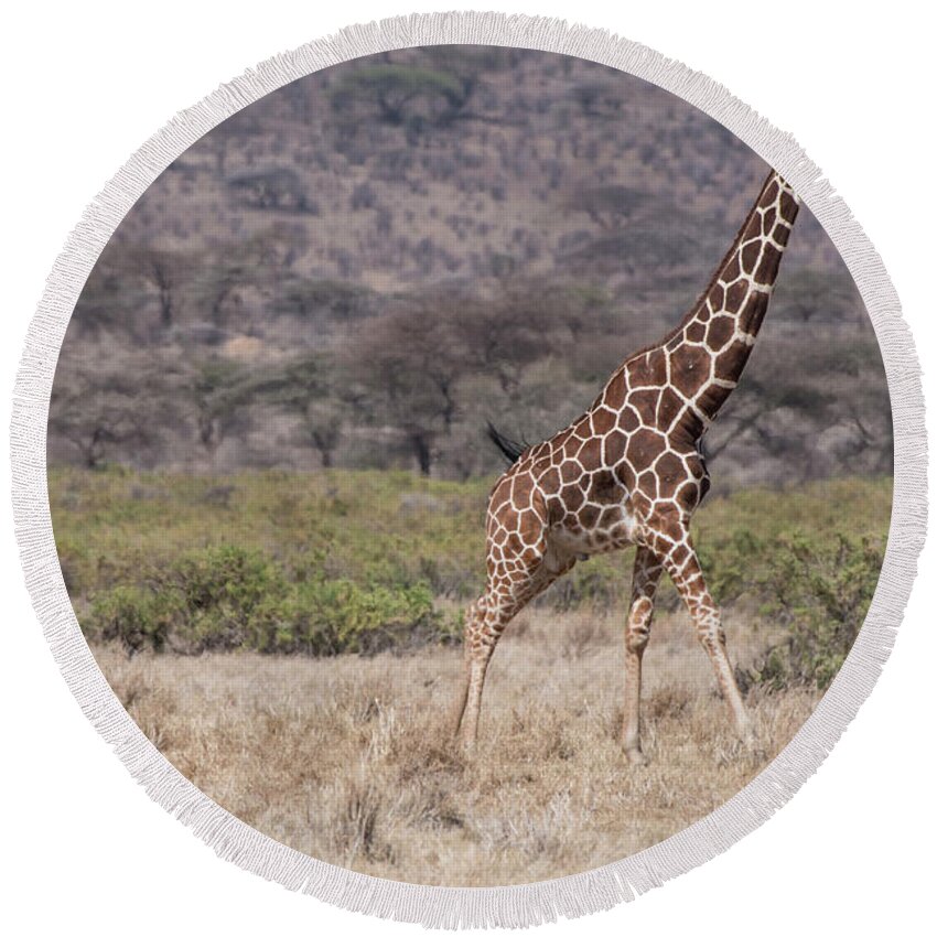 Africa Round Beach Towel featuring the photograph Lion-hunt-giraffe-Samburu-2-5796 by Steve Somerville