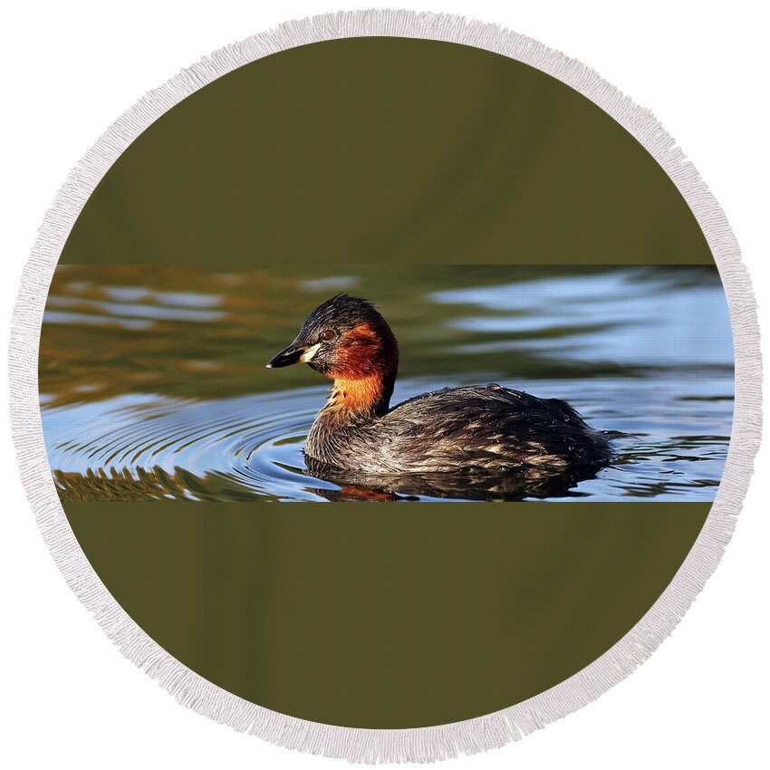  Bird Round Beach Towel featuring the photograph Little Grebe in pond by Grant Glendinning