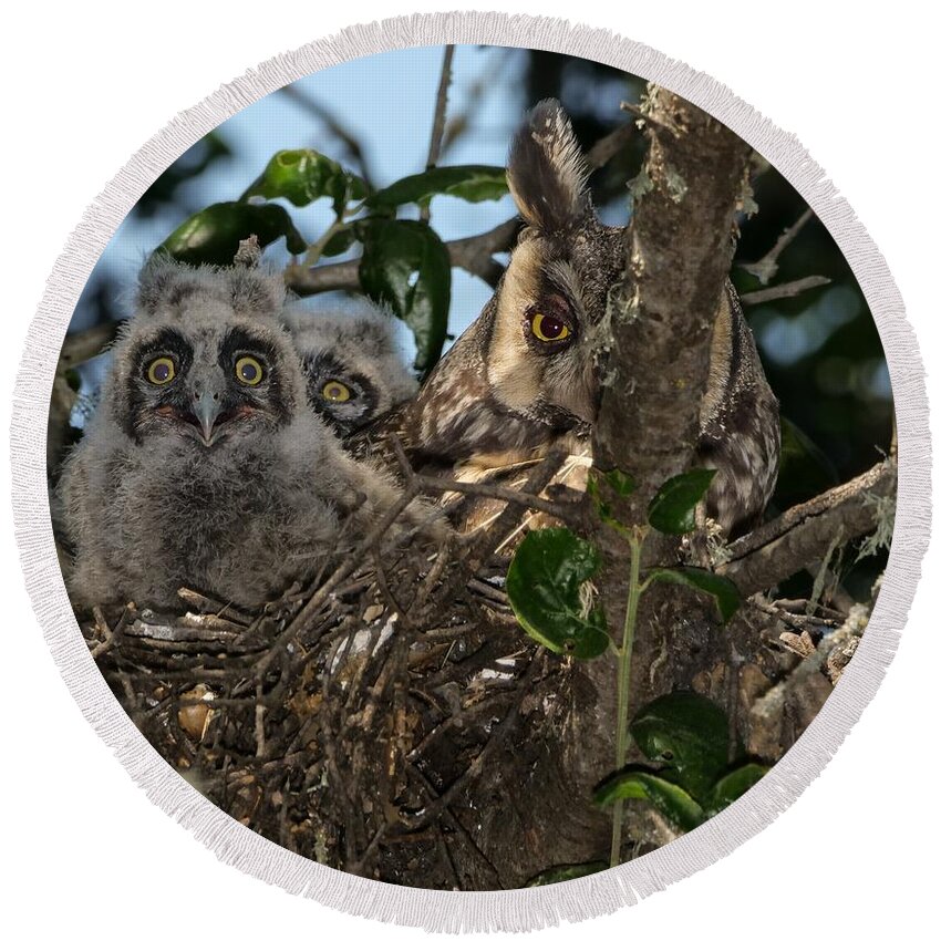 Owl Round Beach Towel featuring the photograph Long-eared Owl and Owlets by Mike Long