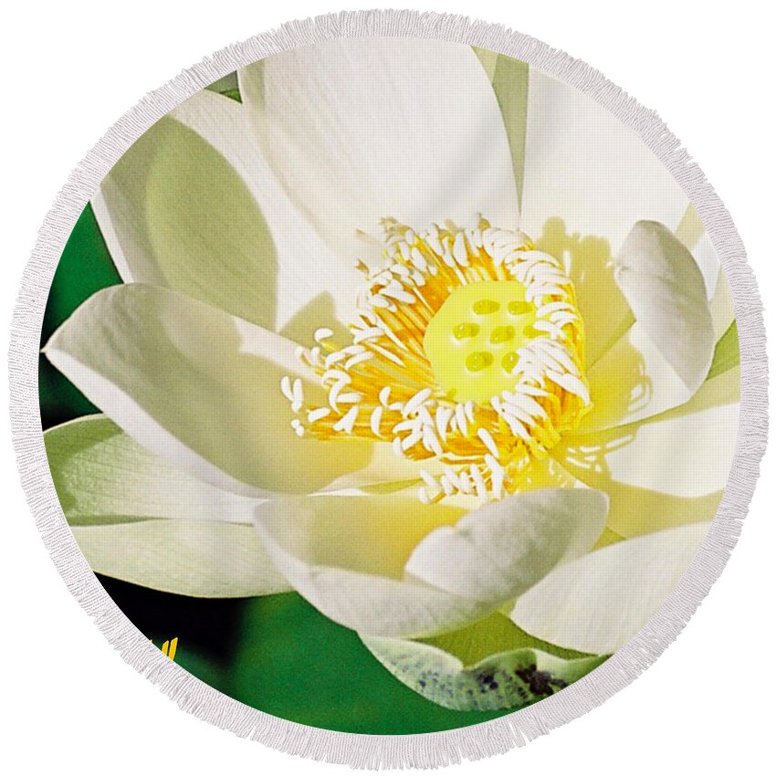 Flowers Round Beach Towel featuring the photograph Lotus by Joan Cordell
