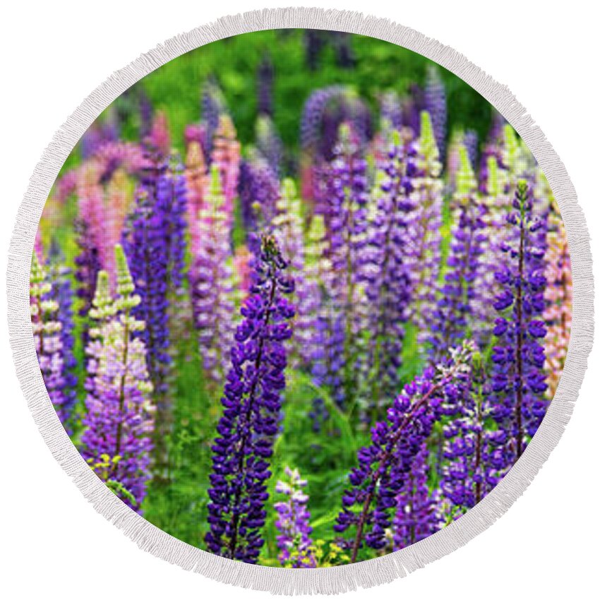 Vermont Round Beach Towel featuring the photograph Lupines Panoramic by Tim Kirchoff