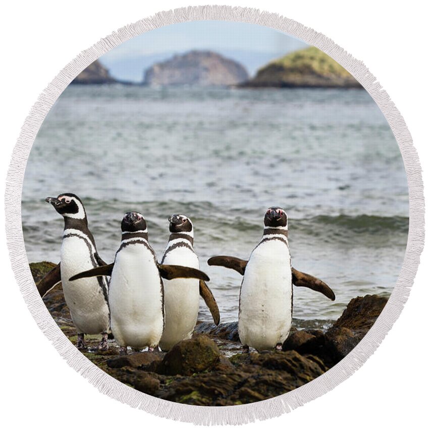 Magellanic Penguin Round Beach Towels