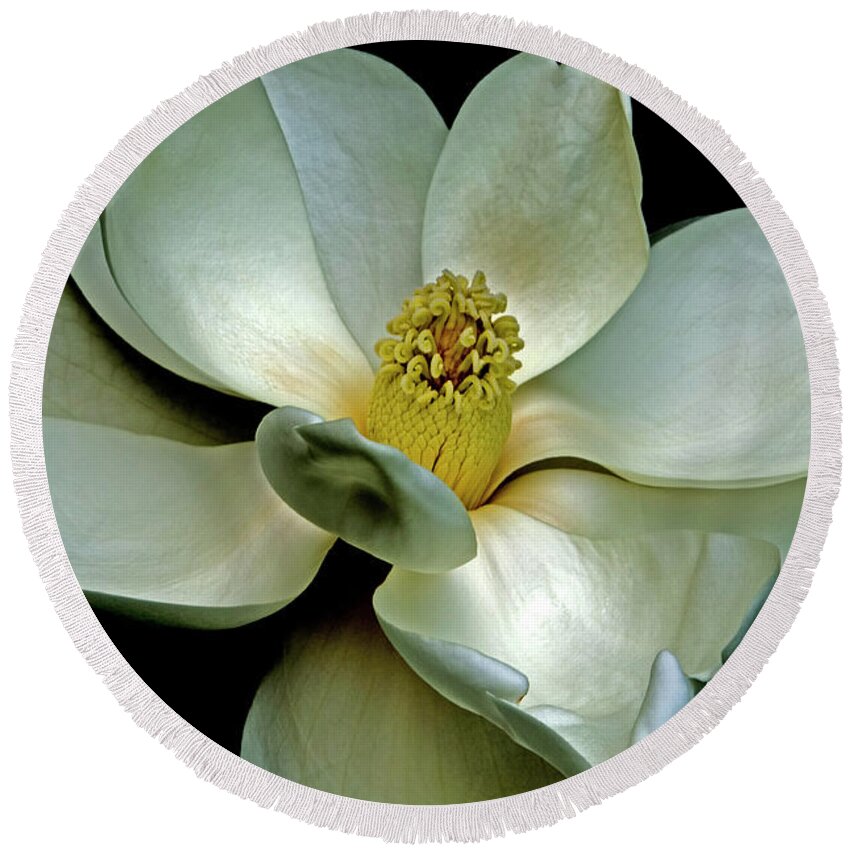 Magnolia Round Beach Towel featuring the photograph Magnolia 2006 01 by Jim Dollar