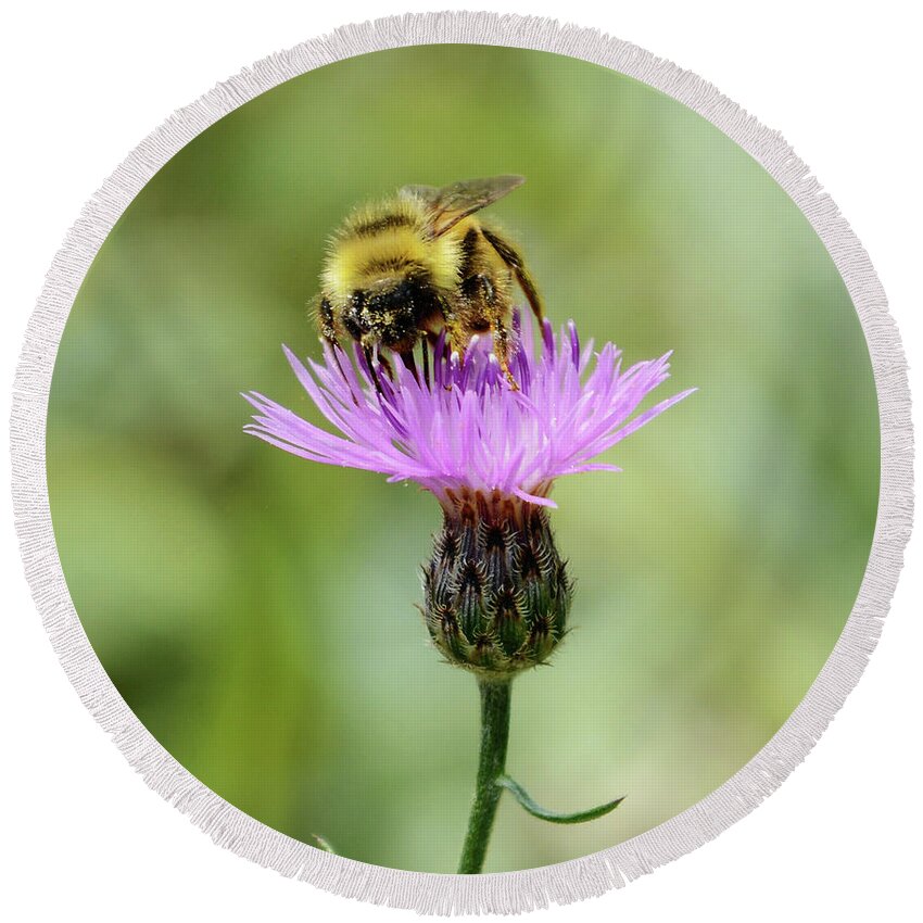 Bee Round Beach Towel featuring the photograph Making Honey by Whispering Peaks Photography