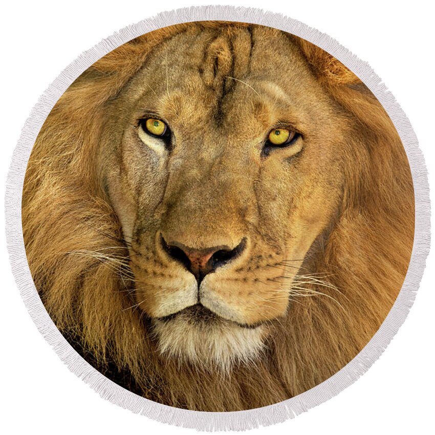 Dave Welling Round Beach Towel featuring the photograph Male African Lion Portrait Wildlife Rescue by Dave Welling