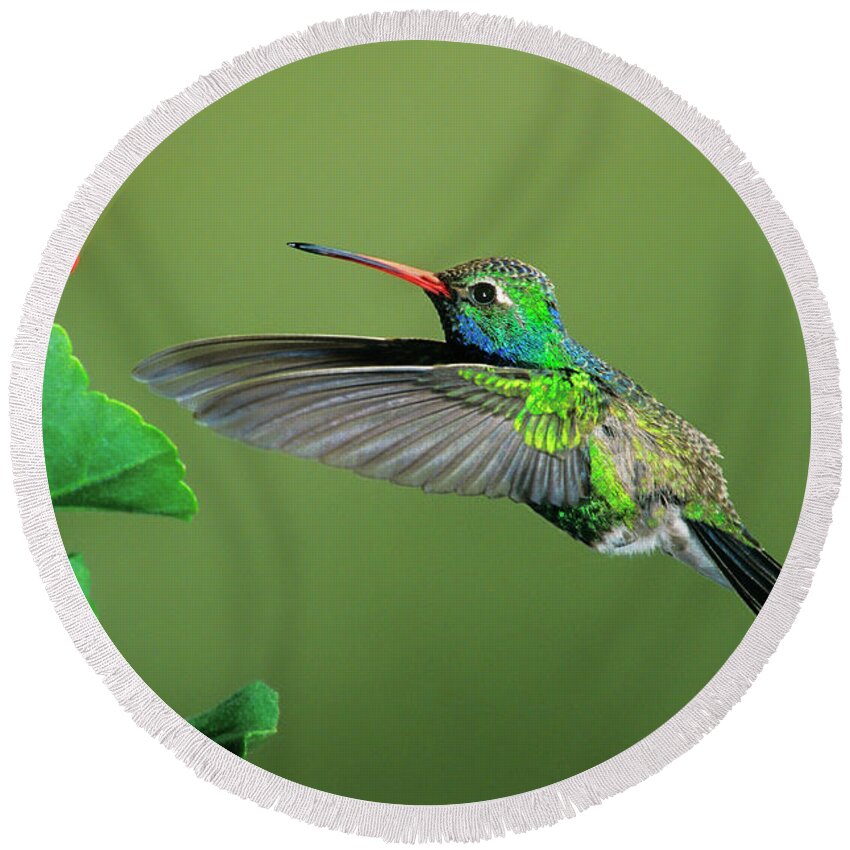 Dave Welling Round Beach Towel featuring the photograph Male Broad-billed Hummingbird At Red Flower by Dave Welling