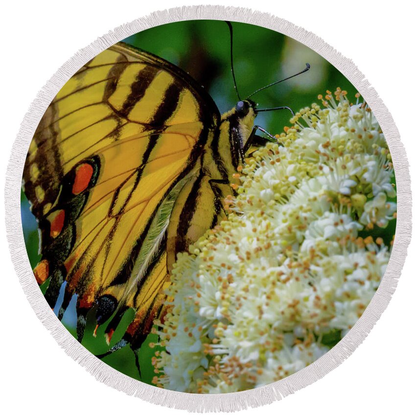 Butterfly Round Beach Towel featuring the photograph Manassas Butterfly by Lora J Wilson