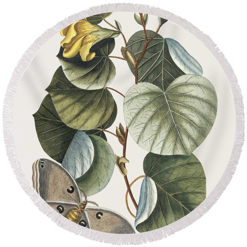 Flower Round Beach Towel featuring the painting Mano Tree Ketmia from The natural history of Carolina, Florida, and the Bahama Islands 1754 by M by Mark Catesby