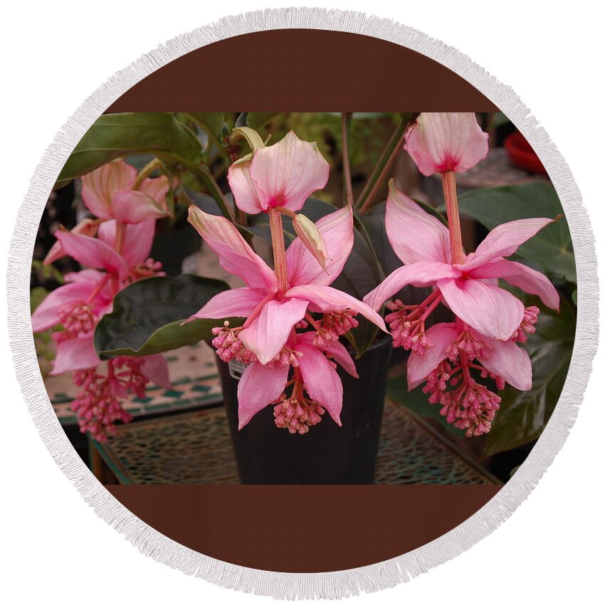 Flowers Round Beach Towel featuring the photograph Medinilla Magnifica by Nancy Ayanna Wyatt