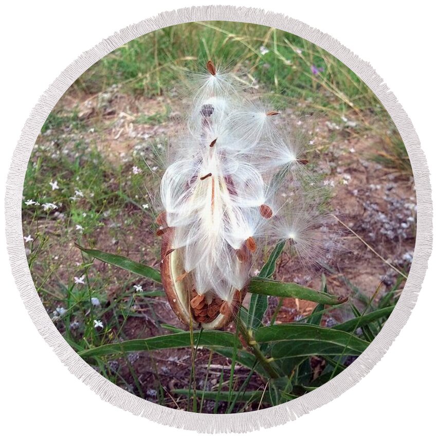 Grass Round Beach Towel featuring the photograph Milkweed by Ivars Vilums