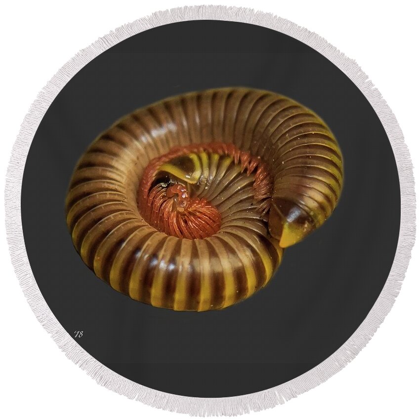 Millipede Round Beach Towel featuring the photograph Millipede by Larry Linton