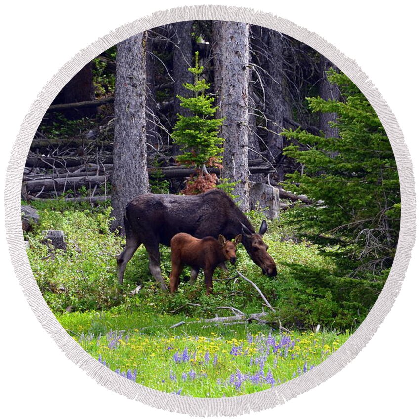 Moose Round Beach Towel featuring the photograph Mom and Baby by Dorrene BrownButterfield