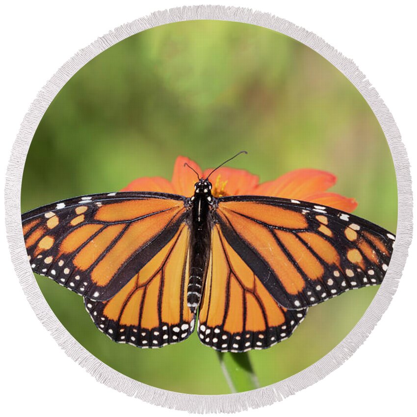 Monarch Butterfly Round Beach Towel featuring the photograph Monarch 2018-26 by Thomas Young