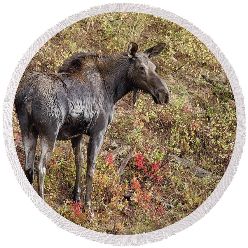 Moose Round Beach Towel featuring the photograph Moose a drippin by Debra Baldwin