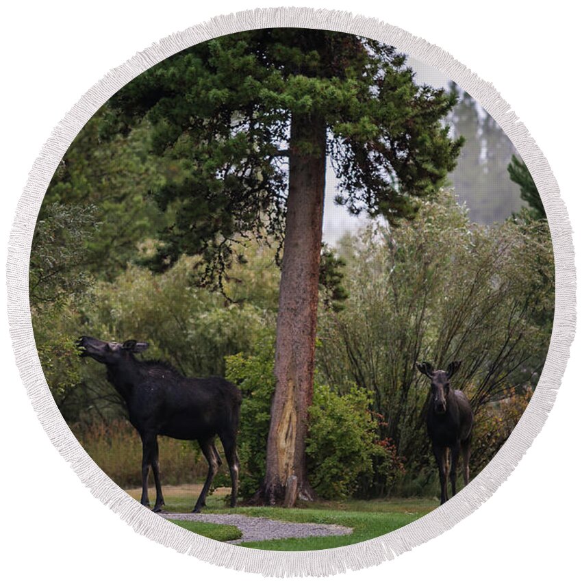 Moose Eating Round Beach Towel featuring the photograph Moose in my back yard by Julieta Belmont