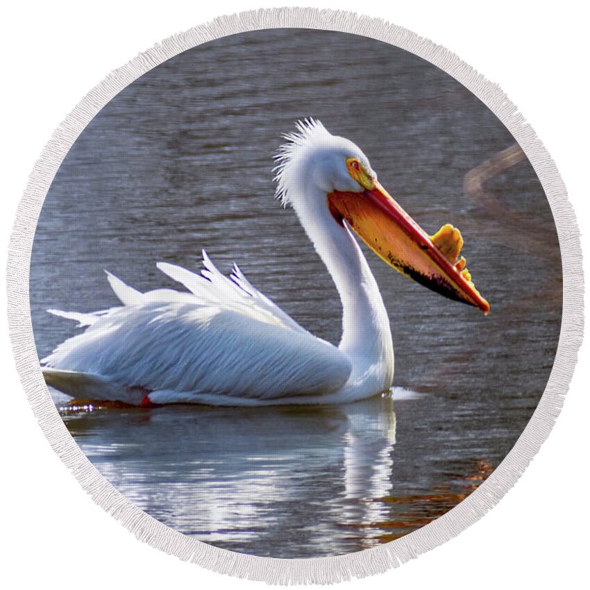 American White Pelican Round Beach Towel featuring the photograph Morning Swim by Phil S Addis