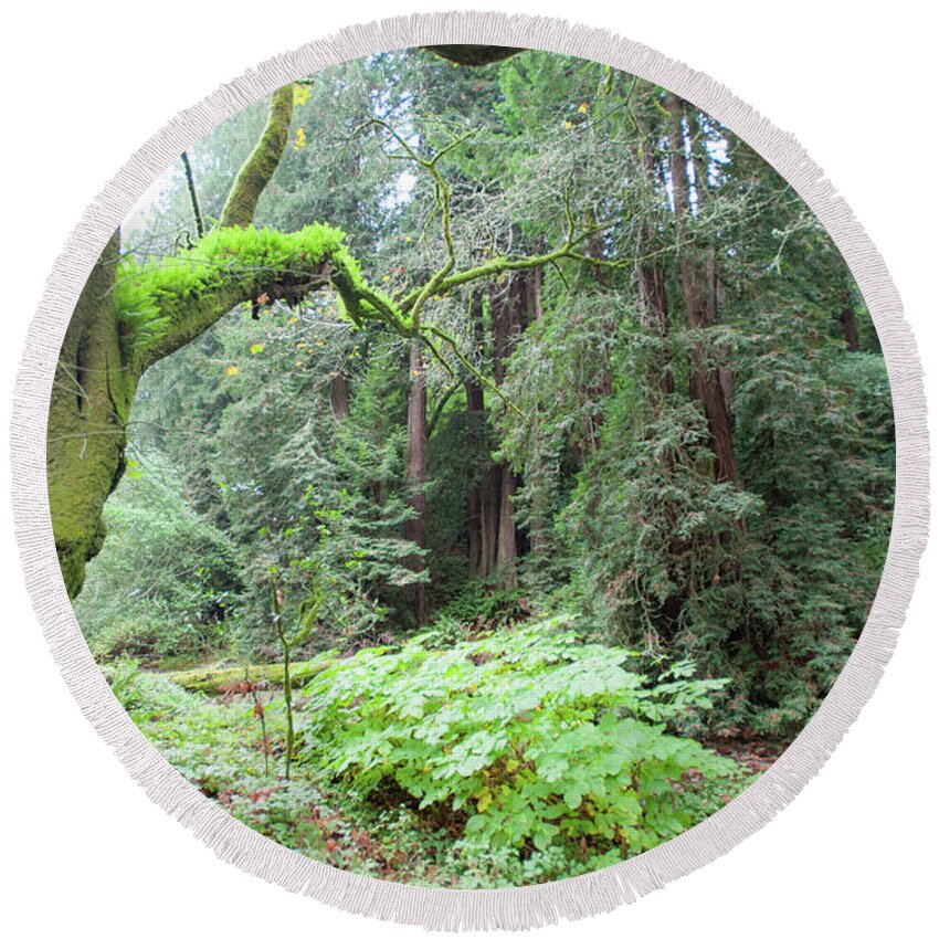 Muir Woods Round Beach Towel featuring the photograph Moss in Muir Woods by Mark Duehmig