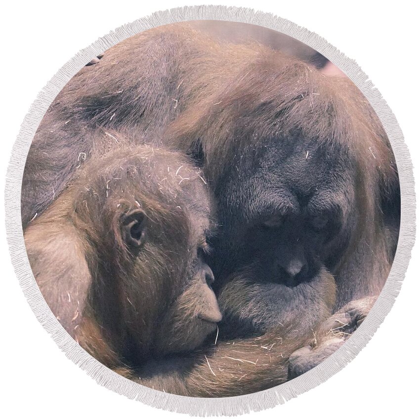 Orangutan Round Beach Towel featuring the photograph Mother and Child by Susan Rydberg