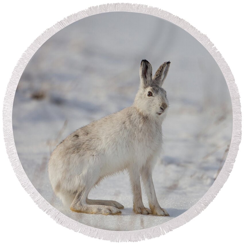 Mountain Round Beach Towel featuring the photograph Mountain Hare Sits In Snow by Pete Walkden