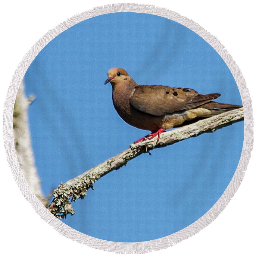 Dove Round Beach Towel featuring the photograph Mourning Dove by Bob Decker