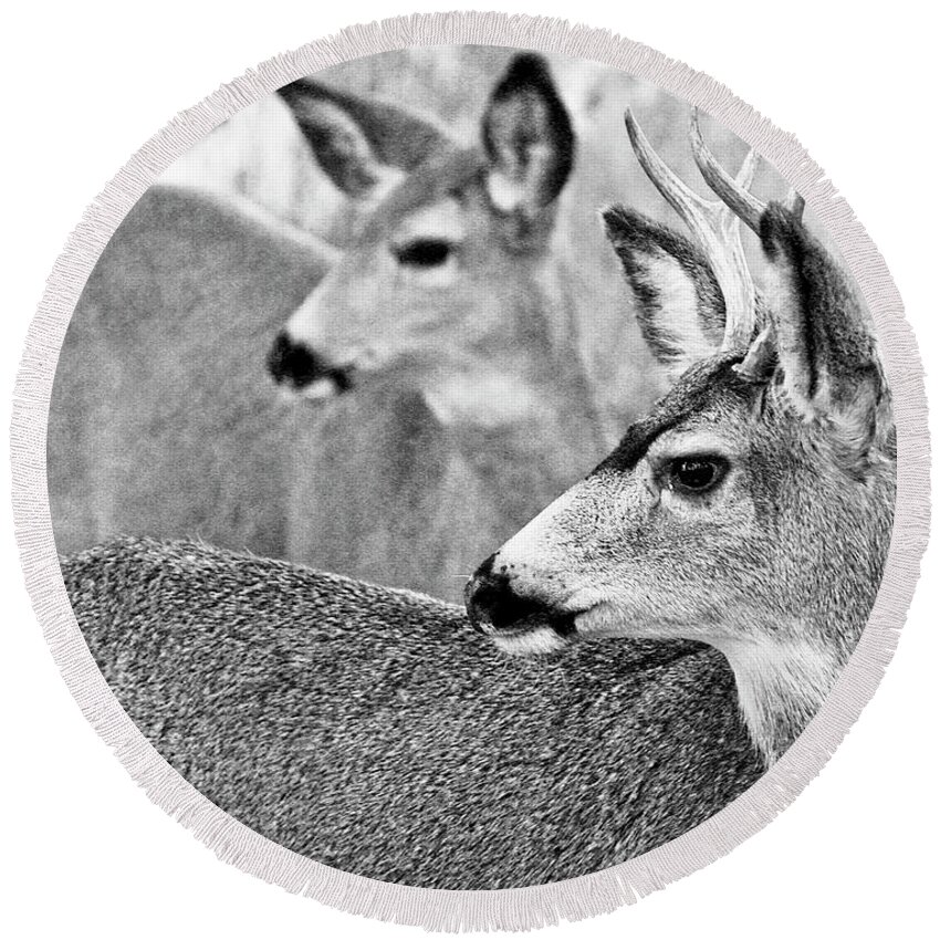 Mule Deer Round Beach Towel featuring the photograph Mule Deer #3 by Neil Pankler
