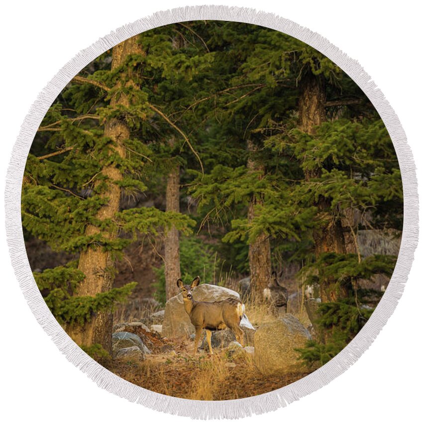 Mule Deer Round Beach Towel featuring the photograph Mule deer, Freemont Lake, Wyoming by Julieta Belmont